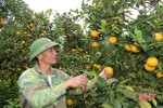 “Mục sở thị” những đồi cam bạc tỷ ở Hà Tĩnh