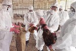 Bùng phát dịch cúm gia cầm H5N1 tại tỉnh Hồ Nam, Trung Quốc