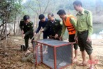 Vườn Quốc gia Vũ Quang thả 5 cá thể trăn gấm về môi trường tự nhiên