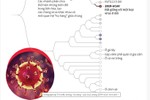 Infographics: Tìm hiểu những “”họ hàng“” của virus chủng 2019-nCoV