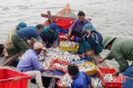 Ngư dân Cẩm Nhượng trúng đậm cá đù đầu năm