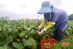 Không phải tất bật chạy chợ quê, cà Thượng Lộc lãi gần 100 triệu đồng/ha tại ruộng