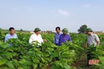 Lần đầu tiên xuất hiện ở Hà Tĩnh, nghề trồng dâu nuôi tằm đã “phát tài”