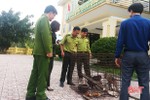 Thả 2 cá thể khỉ quý hiếm về Vườn Quốc gia Vũ Quang