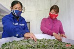 Lạ lẫm nghề trồng dâu nuôi tằm ở Hà Tĩnh