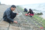 Theo chân người dân làng chài Cẩm Nhượng cào rong biển kiếm tiền triệu mỗi ngày
