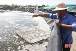 Cẩm Xuyên muốn giảm hơn 160 ha nuôi tôm trên cát trong 5 năm