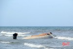 Xác cá voi “khủng” dạt vào bờ biển Hà Tĩnh