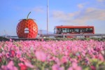 Độc đáo nhà chờ xe buýt hoa quả ở Nhật