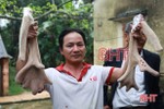 Mục sở thị con hươu lần thứ 2 lập kỷ lục cặp nhung nặng nhất ở Hà Tĩnh