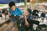 Nông dân đầu tiên ở Hà Tĩnh nuôi bò đực sữa của Tập đoàn TH True Milk