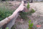 Tổ chức đấu giá cây gỗ lim trên 100 tuổi ở huyện miền núi Hà Tĩnh