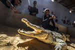 Nơi người dân thuần hóa cá sấu thành thú cưng