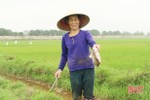 Chuột tăng theo cấp số nhân, nông dân Hà Tĩnh lo dịch phát sinh
