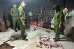 Mua lợn chết về quay bán cho khách hàng ở TP. Hà Tĩnh