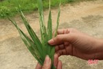 Xuất hiện sâu cuốn lá nhỏ gây hại trên lúa xuân ở Đức Thọ