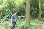 Vũ Quang phát triển rừng trồng phục vụ nhà máy sản xuất gỗ lớn nhất Hà Tĩnh