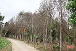 Sâu ăn lá “tấn công” hàng trăm héc-ta dó trầm ở Hà Tĩnh