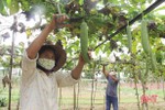 Kinh tế vườn giúp Hà Tĩnh chủ động nguồn rau, quả tại chỗ trong mùa dịch