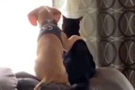 “Tan chảy” với khoảnh khắc thân thiết của chó và mèo