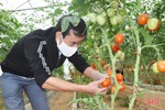 “Mãn nhãn” vườn cà chua Monaco ở Trung tâm Ứng dụng tiến bộ KH&CN Hà Tĩnh