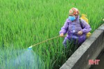 Nghi Xuân cơ bản hoàn tất phun thuốc trừ đạo ôn cổ bông cho 2.500 ha lúa