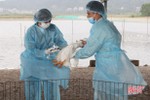 Hà Tĩnh tiêm vắc-xin cúm A/H5N1 cho hơn 700.000 con gia cầm