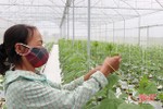 Giữa “bão dịch”, nông dân đô thị trung tâm Hà Tĩnh vẫn bám đồng sản xuất