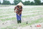 2.000 hecta rau màu của nông dân Cẩm Xuyên phát triển tốt giữa mùa dịch