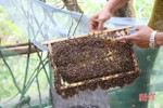 Ong mật trà sơn Can Lộc “bay xa”