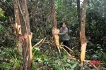 Ngang nhiên triệt hạ 600 cây keo, phá hoại gia sản của 1 gia đình ở Hương Khê