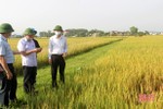 Địa phương đầu tiên ở Hà Tĩnh thu hoạch lúa xuân, năng suất ước đạt 62 tạ/ha