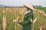 “Quên” lễ, nông dân Vũ Quang ra đồng thu hoạch ngô đông