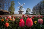 “Vườn hoa mùa xuân đẹp nhất thế giới" nở rộ nhưng không có khách tham quan