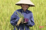 3 giống lúa mới trĩu bông trên cánh đồng Hương Khê