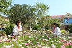 Khu vườn trường rực rỡ sắc hoa ở Hà Tĩnh