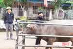 Hơn 12.500 con trâu bò ở Can Lộc được “chích ngừa” bệnh lở mồm long móng