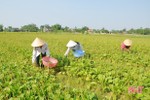 Nông dân Hà Tĩnh phấn khởi thu hoạch, sản xuất cây dược liệu