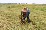 Hàng trăm ha lúa xuân ở Hà Tĩnh đổ ngã trước ngày thu hoạch