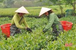 Người trồng chè Hà Tĩnh giảm 500đ/kg chè búp, chia sẻ khó khăn với doanh nghiệp