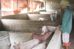 Giá lợn hơi gần 100 ngàn/kg, nhiều cơ sở chăn nuôi ở Hà Tĩnh không có hàng xuất bán
