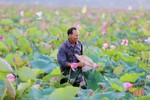 Mùa thu hoạch trên đầm sen rộng 7 hecta ở Hà Tĩnh