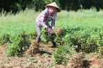 Nông dân Cẩm Xuyên phấn khởi thu hoạch hơn 1.000 ha lạc
