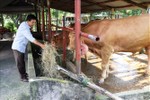 Nông dân Hương Khê chuyển hướng đầu tư nuôi bò siêu thịt