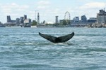 Cá voi bơi lạc hàng trăm kilomet