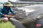 Nông dân Hà Tĩnh “giải nhiệt” cho tôm nuôi mùa nắng nóng