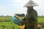 Trồng hành tăm, nông dân Nghi Xuân thu gấp 7 lần trồng lúa