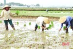 Lần đầu tiên, Hà Tĩnh về đích sớm gieo cấy lúa hè thu, vượt 1.000 ha kế hoạch