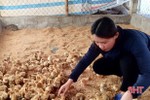 15.000 con gà giống được trao cho các hộ dân ở Thạch Hà