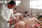 Giá lợn giống, dịch vụ tăng cao, người chăn nuôi Hà Tĩnh gặp khó khi tái đàn